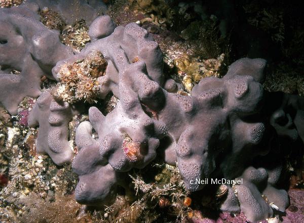 Photo of Penares cortius by <a href="http://www.seastarsofthepacificnorthwest.info/">Neil McDaniel</a>